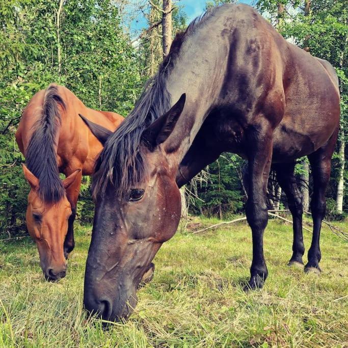 River Run Ranch - Telemark Drangedal Экстерьер фото